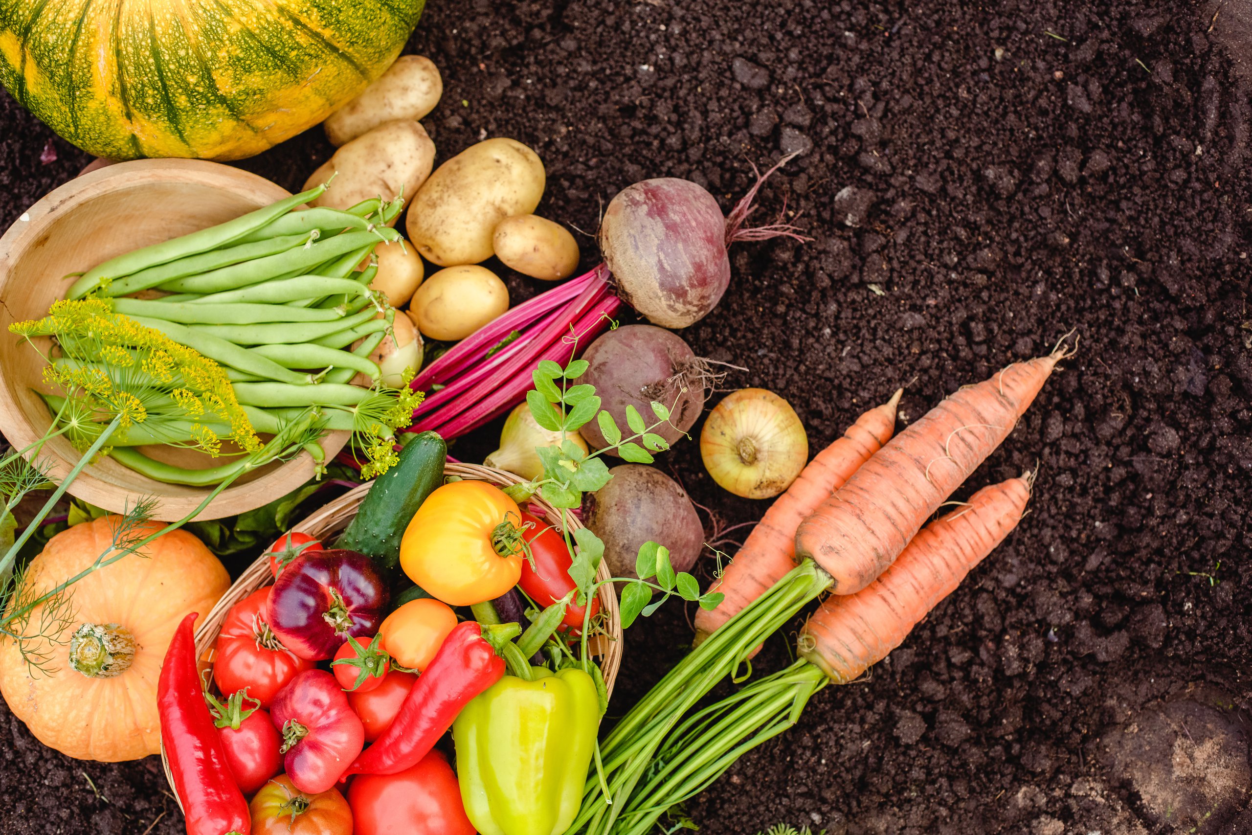 Harvest vegetables on the ground. Potatoes, carrots, beets, peppers, tomatoes, cucumbers, beans, pumpkin, onions and garlic. Autumn harvest farmers