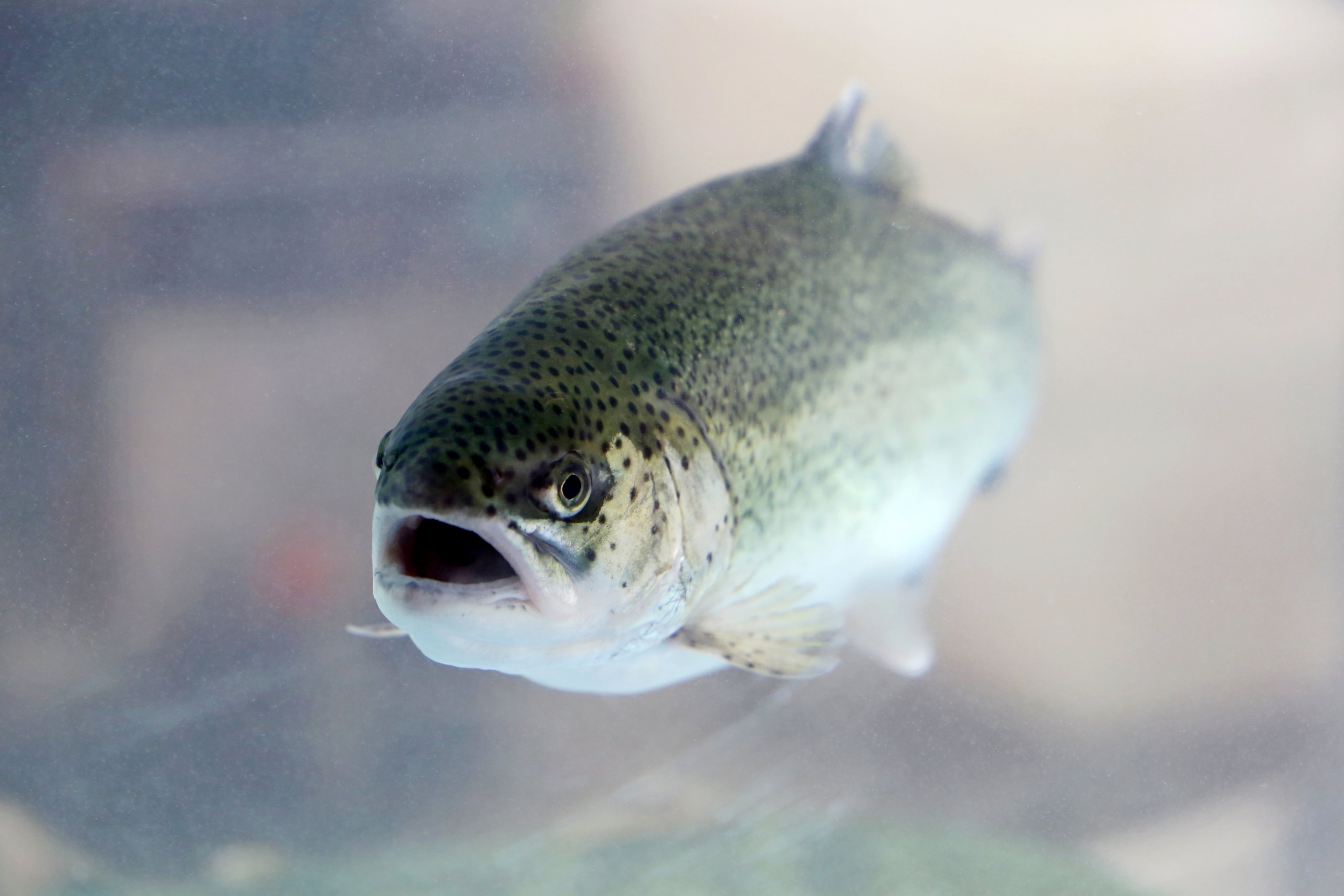 Rainbow trout swimming in water. Live fish in a store aquarium